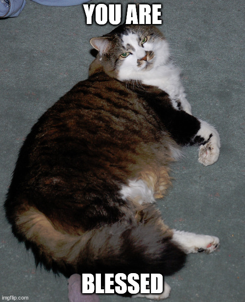 picture of my fat cat with the caption 'you are blessed'